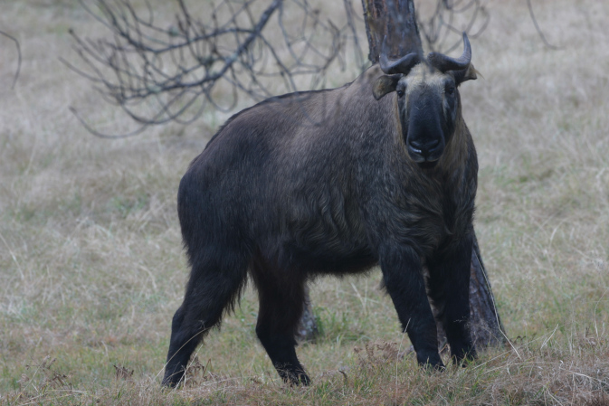 Takin - National Animal of Bhutan