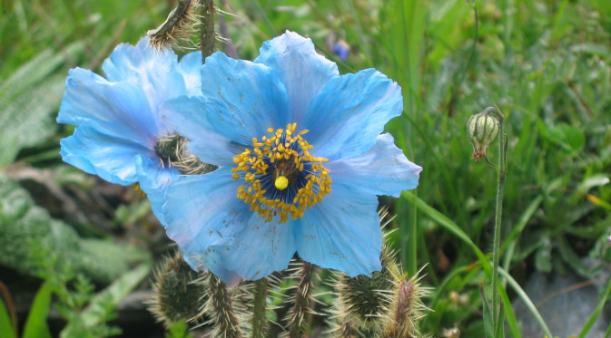 Blue Poppy - National Flower of Bhutan